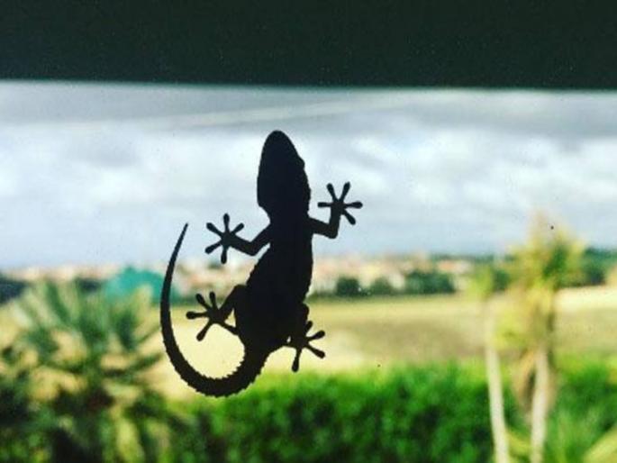 Lucky Signs: After reading about the benefits of seeing lizard, you will no longer wrinkle your nose saying 'EEE'! | Lucky Signs: पालीच्या दर्शनाने होणारे लाभ वाचून यापुढे तुम्ही 'ईईई' म्हणत नाक मुरडणार नाही हे नक्की!