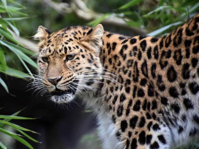 Kolhapur: Girl dies in leopard attack, incident in Shahuwadi taluk | Kolhapur: बिबट्याच्या हल्ल्यात मुलगी मृत्युमुखी, शाहुवाडी तालुक्यातील घटना Kolhapur: Girl dies in leopard attack, incident in Shahuwadi taluk | Kolhapur: बिबट्याच्या हल्ल्यात मुलगी मृत्युमुखी, शाहुवाडी तालुक्यातील घटना