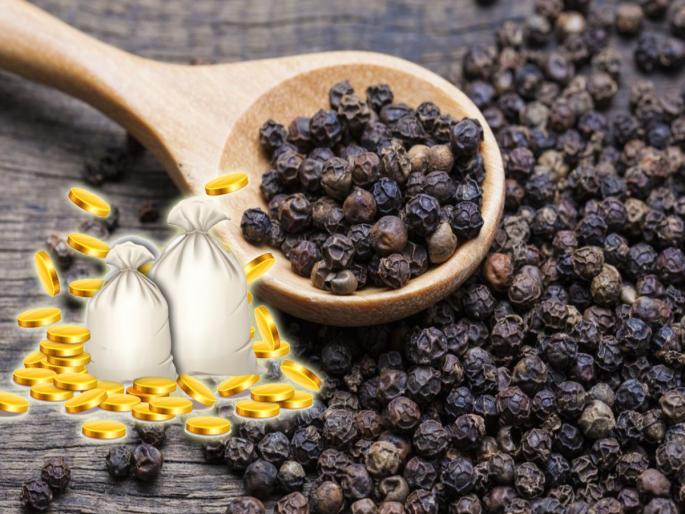 Astrology Tips: 'These' four measures of pepper will definitely be beneficial to get the stalled work done! | Astrology Tips: रखडलेली कामं मार्गी लागावीत म्हणून मिऱ्याचे 'हे' चार उपाय नक्कीच फायदेशीर ठरतील! Astrology Tips: 'These' four measures of pepper will definitely be beneficial to get the stalled work done! | Astrology Tips: रखडलेली कामं मार्गी लागावीत म्हणून मिऱ्याचे 'हे' चार उपाय नक्कीच फायदेशीर ठरतील!