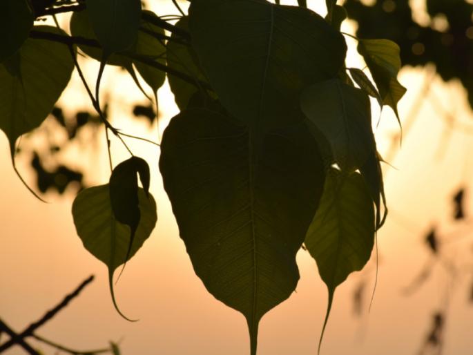 It is said that going to Pimpal tree at night leads to exorcism, is there really any truth in this? Read on! | रात्री पिंपळ पारावर गेल्याने भूतबाधा होते असं म्हणतात, यात खरंच काही तथ्य आहे का? वाचा! It is said that going to Pimpal tree at night leads to exorcism, is there really any truth in this? Read on! | रात्री पिंपळ पारावर गेल्याने भूतबाधा होते असं म्हणतात, यात खरंच काही तथ्य आहे का? वाचा!