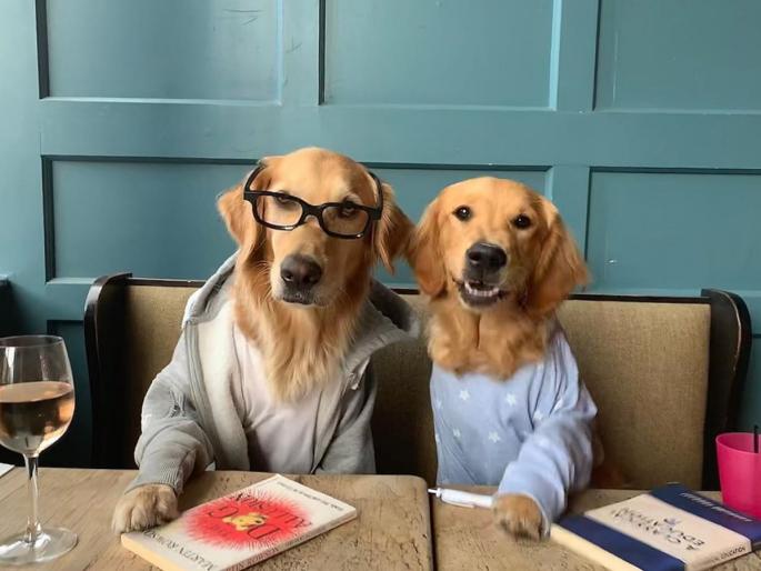 hugo and huxley social media influencers dogs | बख्खळ कमाई करतात हे दोन कुत्रे! hugo and huxley social media influencers dogs | बख्खळ कमाई करतात हे दोन कुत्रे!