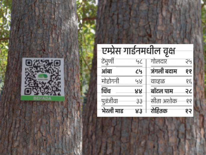 Now even the trees will bloom tell their own name QR code on 850 trees in Pune's Empress Garden | आता झाडेही बाेलणार, स्वत:चे नाव सांगणार; पुण्याच्या एम्प्रेस गार्डनमधील ८५० वृक्षांवर क्यूआर कोड Now even the trees will bloom tell their own name QR code on 850 trees in Pune's Empress Garden | आता झाडेही बाेलणार, स्वत:चे नाव सांगणार; पुण्याच्या एम्प्रेस गार्डनमधील ८५० वृक्षांवर क्यूआर कोड
