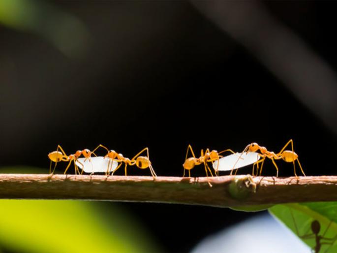 Vijaya Ekadashi 2023: A short story to prove that God is keeping a close eye on everyone! | Vijaya Ekadashi 2023: भगवंत प्रत्येकावर बारीक नजर ठेवून आहे, याची साक्ष पटवून देणारी छोटीशी कथा! Vijaya Ekadashi 2023: A short story to prove that God is keeping a close eye on everyone! | Vijaya Ekadashi 2023: भगवंत प्रत्येकावर बारीक नजर ठेवून आहे, याची साक्ष पटवून देणारी छोटीशी कथा!