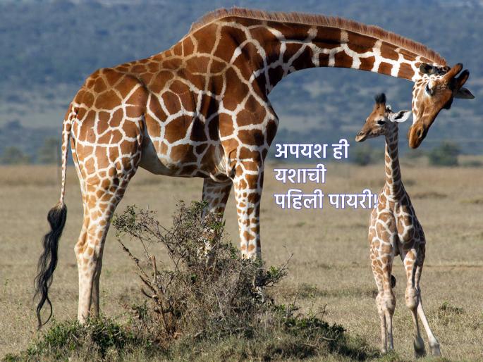 Don't be discouraged by failure, because it is the first step to success; Read this poignant story! | अपयशाने खचून जाऊ नका, कारण तीच यशाची पहिली पायरी असते; वाचा ही मार्मिक कथा! Don't be discouraged by failure, because it is the first step to success; Read this poignant story! | अपयशाने खचून जाऊ नका, कारण तीच यशाची पहिली पायरी असते; वाचा ही मार्मिक कथा!