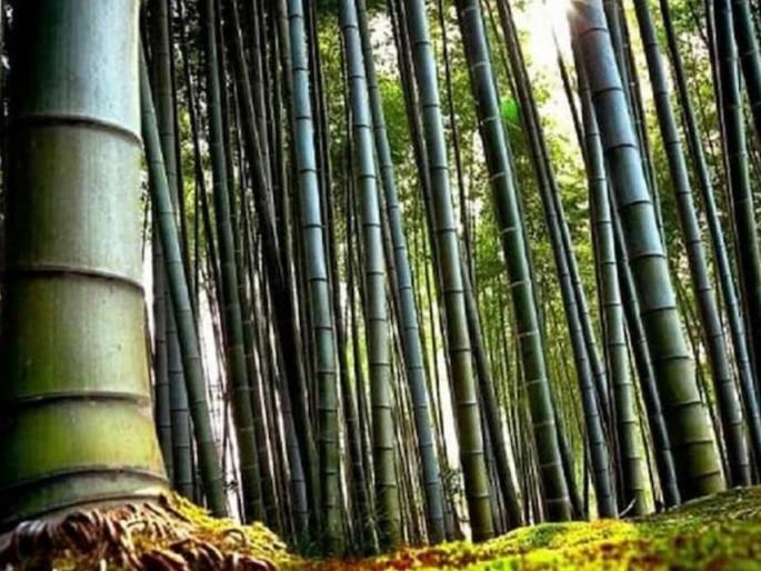 bamboo farming heavy profits for 40 years tips | सलग ४० वर्ष बंपर नफ्याचा व्यवसाय हवाय? मग करा 'या' झाडाची लागवड, किती पैसा कमवाल पाहा... bamboo farming heavy profits for 40 years tips | सलग ४० वर्ष बंपर नफ्याचा व्यवसाय हवाय? मग करा 'या' झाडाची लागवड, किती पैसा कमवाल पाहा...