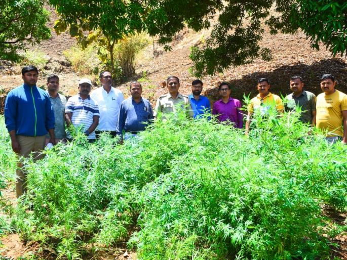 Police seized 4790 plants of ganja planted in the field | शेतात लावलेली गांजाची ४,७९० झाडे पोलिसांनी केली जप्त Police seized 4790 plants of ganja planted in the field | शेतात लावलेली गांजाची ४,७९० झाडे पोलिसांनी केली जप्त
