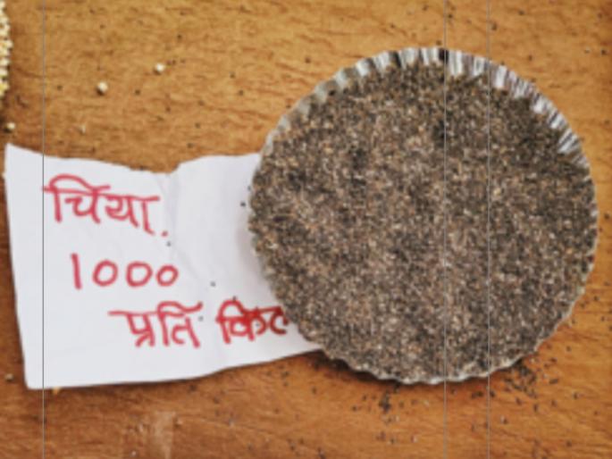 Profitable farming Rs one lakh per quintal Drought experiment of Jamkhed youth | फायद्याची शेती, क्विंटलला एक लाख रुपये भाव; जामखेडच्या तरुणाचा दुष्काळी प्रयोग Profitable farming Rs one lakh per quintal Drought experiment of Jamkhed youth | फायद्याची शेती, क्विंटलला एक लाख रुपये भाव; जामखेडच्या तरुणाचा दुष्काळी प्रयोग