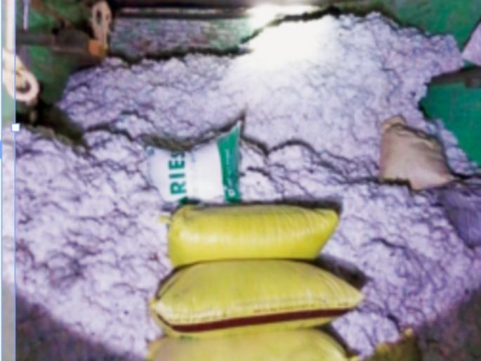 The cotton kept at home started biting the farmers Itchy body Dust mites attack | घरात ठेवलेला कापूस शेतकऱ्यांना चावू लागला; अंगाला सुटली खाज: डस्ट माइट्सचे आक्रमण The cotton kept at home started biting the farmers Itchy body Dust mites attack | घरात ठेवलेला कापूस शेतकऱ्यांना चावू लागला; अंगाला सुटली खाज: डस्ट माइट्सचे आक्रमण