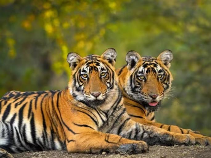 tiger numbers are increasing but also need to look their problems | वाघांच्या डरकाळ्यांचा आनंदच; पण किंकाळ्याही ऐका tiger numbers are increasing but also need to look their problems | वाघांच्या डरकाळ्यांचा आनंदच; पण किंकाळ्याही ऐका