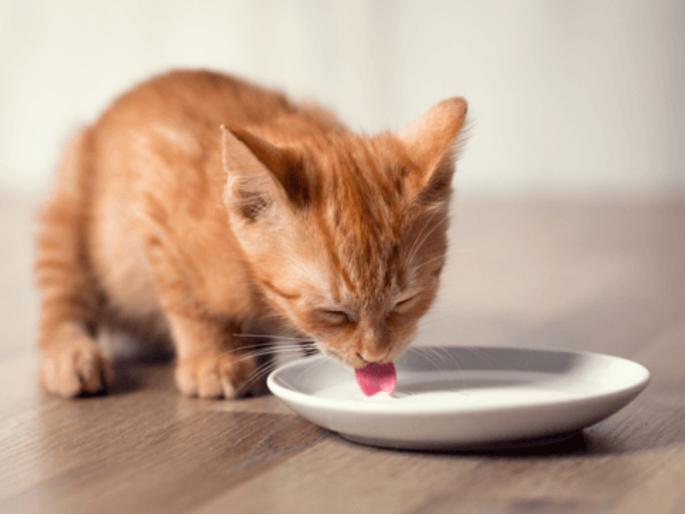 Today Aranyashashti : Giving milk to a cat on this day is said to fulfill wishes! | आज अरण्यषष्ठी : आजच्या दिवशी मांजरीला दूध दिल्याने इप्सित मनोकामनांची पूर्ती होते म्हणतात! Today Aranyashashti : Giving milk to a cat on this day is said to fulfill wishes! | आज अरण्यषष्ठी : आजच्या दिवशी मांजरीला दूध दिल्याने इप्सित मनोकामनांची पूर्ती होते म्हणतात!