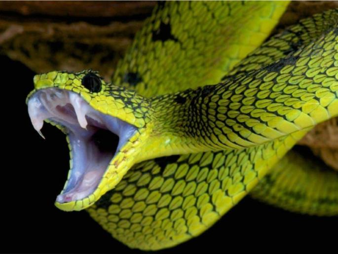 Swapna Shastra: What are the indications behind seeing a snake in a dream? The answer is found in Brahmavaivarta Purana! | Swapna Shastra: स्वप्नात साप दिसण्यामागे काय आहेत संकेत? ब्रह्मवैवर्त पुराणात सापडते उत्तर! Swapna Shastra: What are the indications behind seeing a snake in a dream? The answer is found in Brahmavaivarta Purana! | Swapna Shastra: स्वप्नात साप दिसण्यामागे काय आहेत संकेत? ब्रह्मवैवर्त पुराणात सापडते उत्तर!