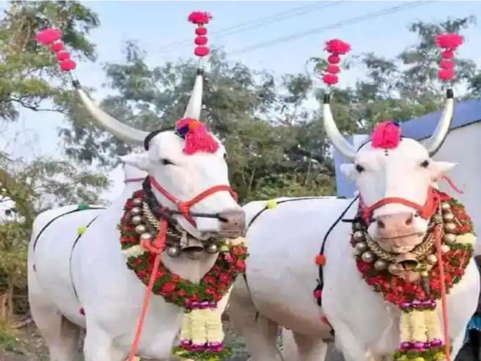 Jyestha Amavasya 2023: Jyestha Amavasya is said to attain Shivloki by doing Vrishabhvrata on Jyestha Amavasya; Let's know in detail! | Jyestha Amavasya 2023: ज्येष्ठ अमावस्येला वृषभव्रत केल्याने शिवलोकीची प्राप्ती होते म्हणतात; सविस्तर जाणून घेऊ! Jyestha Amavasya 2023: Jyestha Amavasya is said to attain Shivloki by doing Vrishabhvrata on Jyestha Amavasya; Let's know in detail! | Jyestha Amavasya 2023: ज्येष्ठ अमावस्येला वृषभव्रत केल्याने शिवलोकीची प्राप्ती होते म्हणतात; सविस्तर जाणून घेऊ!