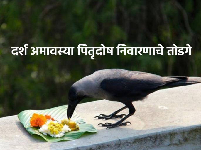 Jyeshtha Amavasya 2023: Darsha on 17th June and Jyeshtha Amavasya on 18th June coincide with special yoga! | Jyeshtha Amavasya 2023: १७ जून रोजी दर्श आणि १८ जून रोजी ज्येष्ठ अमावस्या असल्याने जुळून आलाय विशिष्ट योग! Jyeshtha Amavasya 2023: Darsha on 17th June and Jyeshtha Amavasya on 18th June coincide with special yoga! | Jyeshtha Amavasya 2023: १७ जून रोजी दर्श आणि १८ जून रोजी ज्येष्ठ अमावस्या असल्याने जुळून आलाय विशिष्ट योग!