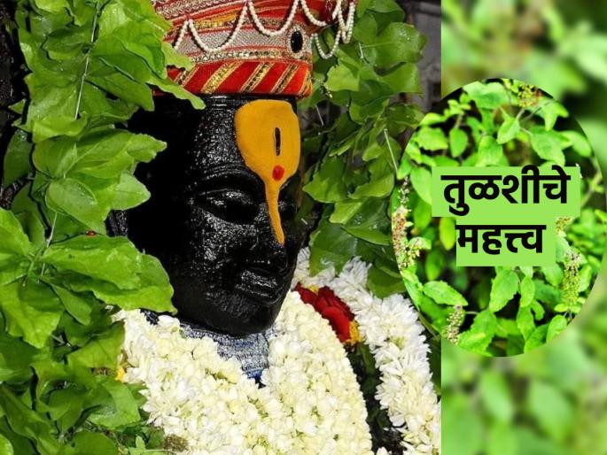 Ashadhi Ekadashi 2023: Why does Vithumauli love basil? Why Varkari brothers also wear Tulsi garland? Know the importance! | Ashadhi Ekadashi 2023: विठूमाऊलीला तुळस प्रिय का? वारकरी बांधवही तुळशीची माळ का घालतात? जाणून घ्या महत्त्व!