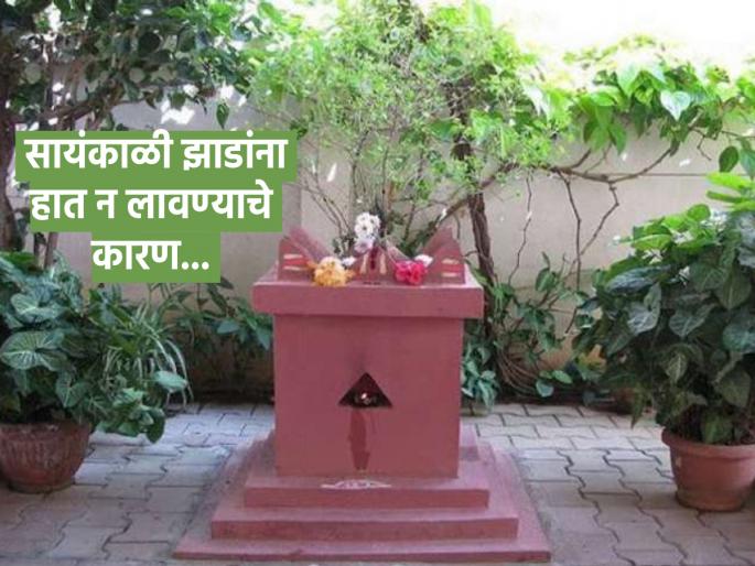 Tulasi Plant: Why not touch any plant except Tulasi in the evening? Learn the scientific reason! | Tulasi Plant: संध्याकाळी तुळस वगळता अन्य कोणत्याही झाडाला स्पर्श का करू नये? जाणून घ्या शास्त्रीय कारण! Tulasi Plant: Why not touch any plant except Tulasi in the evening? Learn the scientific reason! | Tulasi Plant: संध्याकाळी तुळस वगळता अन्य कोणत्याही झाडाला स्पर्श का करू नये? जाणून घ्या शास्त्रीय कारण!