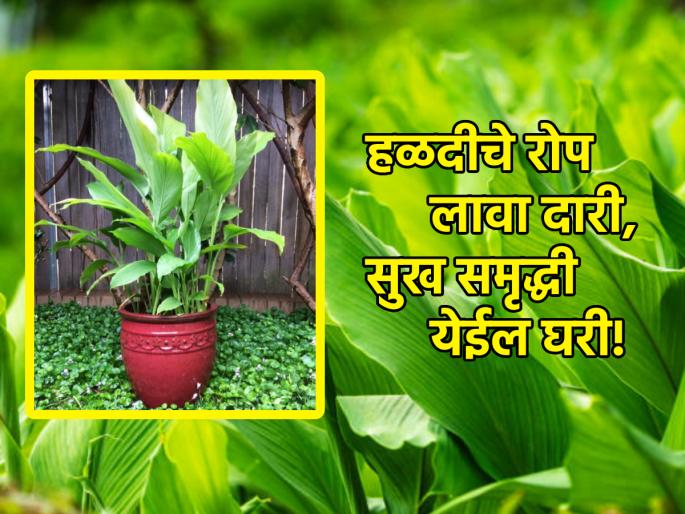 Vastu Tips: If there is tension and financial problems in the house, plant a turmeric plant; Read more information! | Vastu Tips: घरात तणाव आणि आर्थिक चणचण असेल तर हळदीचे रोप लावा; अधिक माहिती वाचा! Vastu Tips: If there is tension and financial problems in the house, plant a turmeric plant; Read more information! | Vastu Tips: घरात तणाव आणि आर्थिक चणचण असेल तर हळदीचे रोप लावा; अधिक माहिती वाचा!