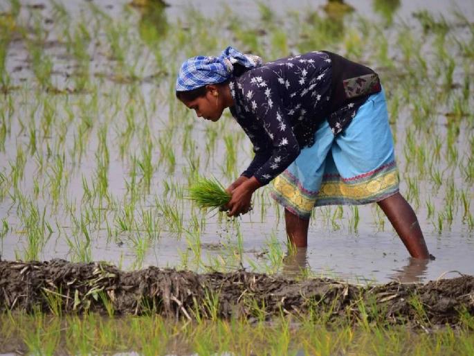 Increase in paddy cultivation in the country compared to last year, decrease in cotton, oilseeds | देशात भात लागवडीत ५ टक्क्यांची वाढ, कापूस, तेलबियांमध्ये घट Increase in paddy cultivation in the country compared to last year, decrease in cotton, oilseeds | देशात भात लागवडीत ५ टक्क्यांची वाढ, कापूस, तेलबियांमध्ये घट