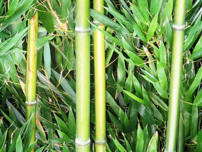 How to plant bamboo? Government is also giving subsidy.. | कशी कराल बांबूची लागवड? शासनही देतंय अनुदान.. How to plant bamboo? Government is also giving subsidy.. | कशी कराल बांबूची लागवड? शासनही देतंय अनुदान..