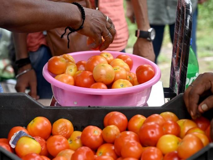 Central government's decision to sell tomatoes at Rs 50 per kg from today | टोमॅटो ५० रुपये किलोने विकण्याचा केंद्र सरकारचा निर्णय Central government's decision to sell tomatoes at Rs 50 per kg from today | टोमॅटो ५० रुपये किलोने विकण्याचा केंद्र सरकारचा निर्णय