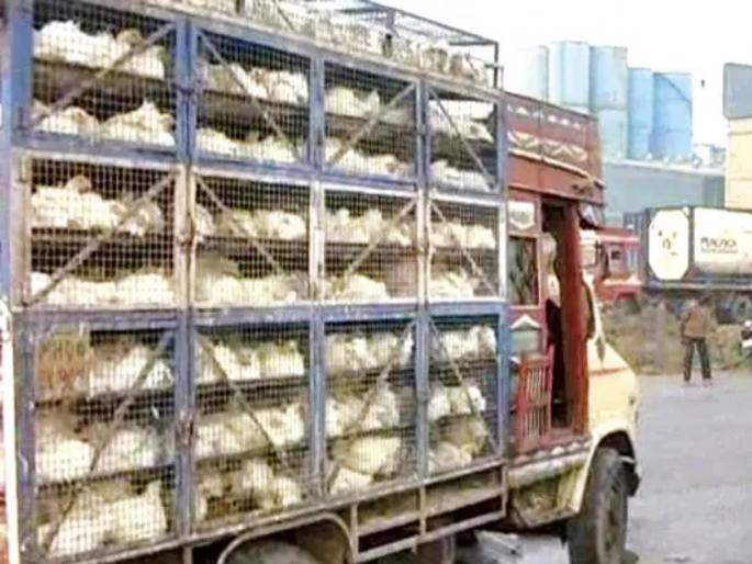 Shocking Sale of dead chickens in Mumbai | धक्कादायक! मेलेल्या कोंबड्यांची चक्क मुंबईमध्ये विक्री Shocking Sale of dead chickens in Mumbai | धक्कादायक! मेलेल्या कोंबड्यांची चक्क मुंबईमध्ये विक्री