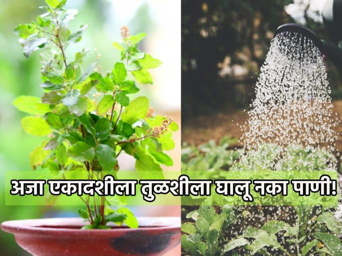 Aja Ekadashi 2023: Don't accidentally add water to Tulsi on Aja Ekadashi which falls on Sunday; Will be a big loss! | Aja Ekadashi 2023: रविवारी आलेल्या अजा एकादशीला चुकूनही तुळशीला पाणी घालू नका; होईल मोठे नुकसान!