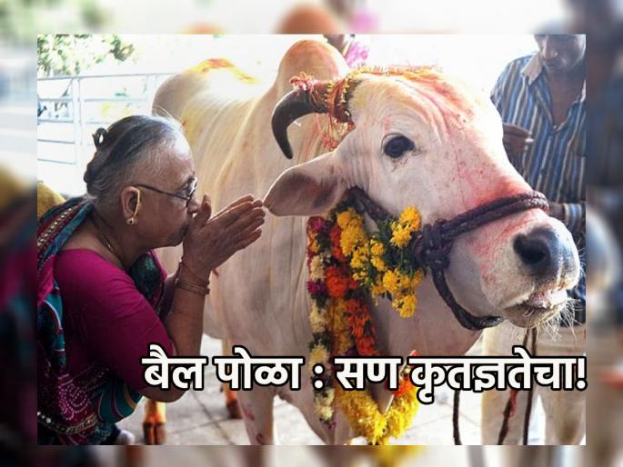 Shravan Amavasya 2023: Why worship bulls not only in villages but also in cities on Pithori Amavasya? Read! | Shravan Amavasya 2023:पिठोरी अमावस्येला गावातच नाही तर शहरात राहूनही बैलांची पूजा का करायची?वाचा! Shravan Amavasya 2023: Why worship bulls not only in villages but also in cities on Pithori Amavasya? Read! | Shravan Amavasya 2023:पिठोरी अमावस्येला गावातच नाही तर शहरात राहूनही बैलांची पूजा का करायची?वाचा!