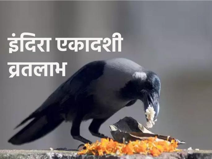 Indira Ekadashi 2023: Doing 'these' things on Indira Ekadashi will reap benefits! | Indira Ekadashi 2023: इंदिरा एकादशीच्या दिवशी 'या' गोष्टी केल्यामुळे होईल लाभच लाभ! Indira Ekadashi 2023: Doing 'these' things on Indira Ekadashi will reap benefits! | Indira Ekadashi 2023: इंदिरा एकादशीच्या दिवशी 'या' गोष्टी केल्यामुळे होईल लाभच लाभ!