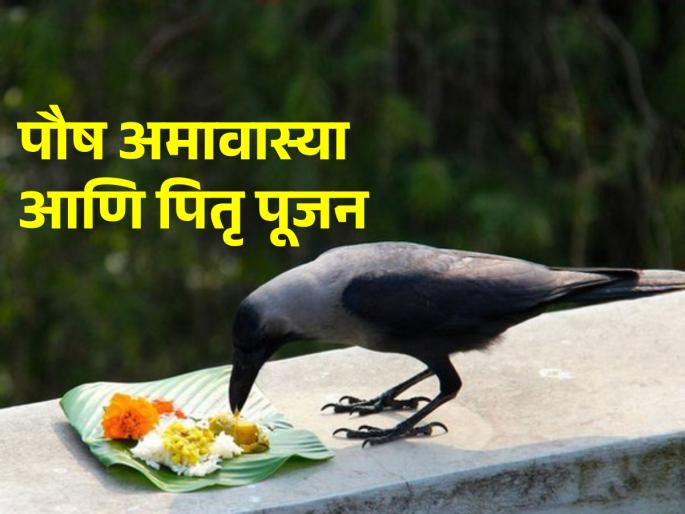 Paush Amavasya 2024: Do Paush Amavasya Pithrippujan and welcome the auspicious Magha! | Paush Amavasya 2024: पौष अमावस्येला करा पितृपूजन आणि स्वागत करा मंगलमयी माघाचे! Paush Amavasya 2024: Do Paush Amavasya Pithrippujan and welcome the auspicious Magha! | Paush Amavasya 2024: पौष अमावस्येला करा पितृपूजन आणि स्वागत करा मंगलमयी माघाचे!