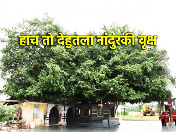Tukaram Beej: Tukaram Beej at 12.02 noon. Nandurki tree at Dehu move! | Tukaram Beej: तुकाराम बीजेला दुपारी १२ वाजता देहुतील नांदुरकी वृक्ष हलताना पाहण्यासाठी भाविकांची होते गर्दी! Tukaram Beej: Tukaram Beej at 12.02 noon. Nandurki tree at Dehu move! | Tukaram Beej: तुकाराम बीजेला दुपारी १२ वाजता देहुतील नांदुरकी वृक्ष हलताना पाहण्यासाठी भाविकांची होते गर्दी!