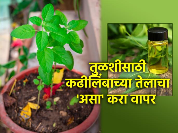 Tulasi Plant: A couple of drops of curry lemon oil will rejuvenate Tulsi on hot summer days! | Tulasi Plant: उन्हाळ्याच्या दिवसात कढीलिंबाच्या तेलाचे दोन थेंब तुळशीला देतील नवसंजीवनी! Tulasi Plant: A couple of drops of curry lemon oil will rejuvenate Tulsi on hot summer days! | Tulasi Plant: उन्हाळ्याच्या दिवसात कढीलिंबाच्या तेलाचे दोन थेंब तुळशीला देतील नवसंजीवनी!