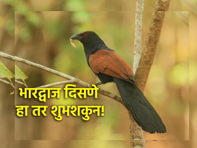 Bhardwaja's voice is heard but sightings are rare; His appearance brings benefits! | भारद्वाजाचा आवाज ऐकू येतो पण दर्शन दुर्मिळ; त्याच्या दिसण्याने होतो लाभच लाभ! Bhardwaja's voice is heard but sightings are rare; His appearance brings benefits! | भारद्वाजाचा आवाज ऐकू येतो पण दर्शन दुर्मिळ; त्याच्या दिसण्याने होतो लाभच लाभ!