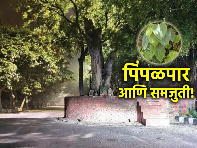 It is said not to go to near peepal tree after sunset; What is the secret of the ghost? Find out! | सूर्यास्तानंतर पिंपळपारावर जाऊ नये म्हणतात; काय आहे मुंज्याचे रहस्य? जाणून घ्या! It is said not to go to near peepal tree after sunset; What is the secret of the ghost? Find out! | सूर्यास्तानंतर पिंपळपारावर जाऊ नये म्हणतात; काय आहे मुंज्याचे रहस्य? जाणून घ्या!