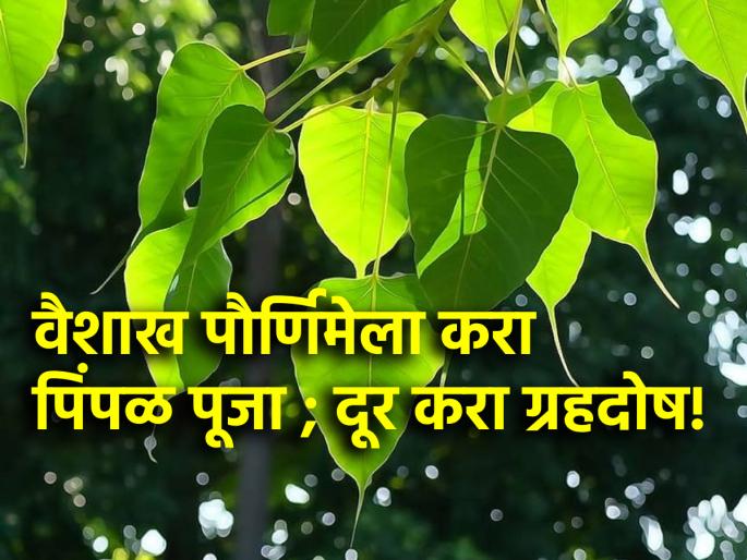 Vaishakh Purnima 2024: Worship Pimpal without forgetting Vaishakh Purnima; Find out why! | Vaishakh Purnima 2024: वैशाख पौर्णिमेला न विसरता करा पिंपळाची पुजा; जाणून घ्या कारण! Vaishakh Purnima 2024: Worship Pimpal without forgetting Vaishakh Purnima; Find out why! | Vaishakh Purnima 2024: वैशाख पौर्णिमेला न विसरता करा पिंपळाची पुजा; जाणून घ्या कारण!