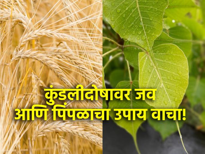 Astro Tips: Why is it said to donate barley along with giving water to pipal tree to get rid of Kundali Dosh? Read on! | Astro Tips: कुंडलीदोष घालवण्यासाठी पिंपळाला पाणी देण्याबरोबरच जव दान करा असे का सांगतात? वाचा! Astro Tips: Why is it said to donate barley along with giving water to pipal tree to get rid of Kundali Dosh? Read on! | Astro Tips: कुंडलीदोष घालवण्यासाठी पिंपळाला पाणी देण्याबरोबरच जव दान करा असे का सांगतात? वाचा!