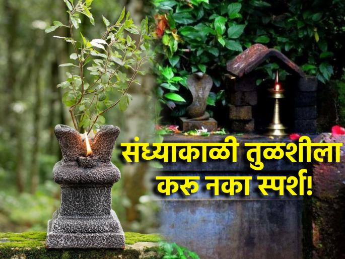 Rituals: In the evening a lamp should be lit near the Tulsi, but not touching the Tulsi; Read why! | Rituals: सायंकाळी तुळशी जवळ दिवा लावावा, पण तुळशीला स्पर्श करू नये; वाचा कारण! Rituals: In the evening a lamp should be lit near the Tulsi, but not touching the Tulsi; Read why! | Rituals: सायंकाळी तुळशी जवळ दिवा लावावा, पण तुळशीला स्पर्श करू नये; वाचा कारण!