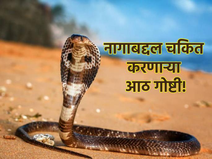 Nag Panchami 2024: Must Know 'These' Things About Nag Panchami Before Celebrating Nag Panchami! | Nag Panchami 2024: नागपंचमी साजरी करण्याआधी नागाशी संमबंधित 'या' गोष्टी माहीत असायलाच हव्यात! Nag Panchami 2024: Must Know 'These' Things About Nag Panchami Before Celebrating Nag Panchami! | Nag Panchami 2024: नागपंचमी साजरी करण्याआधी नागाशी संमबंधित 'या' गोष्टी माहीत असायलाच हव्यात!