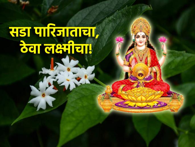 Astro Tips: Those whose doors full of jasmine, their happiness never ends! | Astro Tips: ज्यांच्या दारात पडतो पारिजाताचा सडा, त्यांच्या आनंदाला कधीही जात नाही तडा! Astro Tips: Those whose doors full of jasmine, their happiness never ends! | Astro Tips: ज्यांच्या दारात पडतो पारिजाताचा सडा, त्यांच्या आनंदाला कधीही जात नाही तडा!