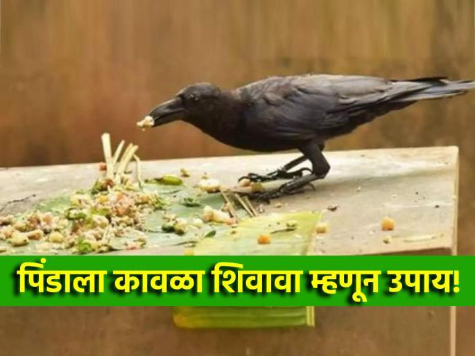 Pitru Paksha 2024: Remember! If you do these five mistakes, the crow will never sew the pinda! | Pitru Paksha 2024: लक्षात ठेवा! 'या' पाच चुका करत असाल तर पिंडाला कधीही शिवणार नाही कावळा! Pitru Paksha 2024: Remember! If you do these five mistakes, the crow will never sew the pinda! | Pitru Paksha 2024: लक्षात ठेवा! 'या' पाच चुका करत असाल तर पिंडाला कधीही शिवणार नाही कावळा!