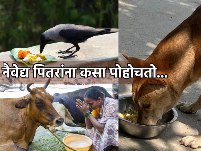 Pitru Paksha 2024: How to recognize that an offering made to the ancestors reaches them? Read on! | Pitru Paksha 2024: पितरांना दाखवलेला नैवेद्य त्यांच्यापर्यंत पोहोचतो, हे कसे ओळखायचे? वाचा! Pitru Paksha 2024: How to recognize that an offering made to the ancestors reaches them? Read on! | Pitru Paksha 2024: पितरांना दाखवलेला नैवेद्य त्यांच्यापर्यंत पोहोचतो, हे कसे ओळखायचे? वाचा!