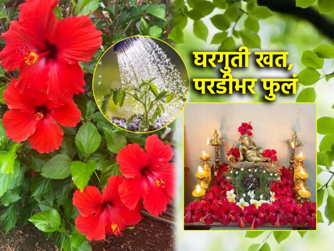 Add 'this' homemade fertilizer to hibiscus; you will get many flowers for Bappa till coming Sankashti! | जास्वंदीत घाला 'हे' घरगुती खत; येत्या संकष्टीपर्यंत बाप्पासाठी मिळतील परडीभर फुलं! Add 'this' homemade fertilizer to hibiscus; you will get many flowers for Bappa till coming Sankashti! | जास्वंदीत घाला 'हे' घरगुती खत; येत्या संकष्टीपर्यंत बाप्पासाठी मिळतील परडीभर फुलं!