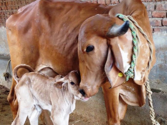 Diwali 2024: How to celebrate Vasubaras on Rama Ekadashi and Govats Dwadashi together? Read on! | Diwali 2024: रमा एकादशी आणि गोवत्स द्वादशी या एकत्र मुहूर्तावर वसुबारस साजरी कशी करावी? वाचा! Diwali 2024: How to celebrate Vasubaras on Rama Ekadashi and Govats Dwadashi together? Read on! | Diwali 2024: रमा एकादशी आणि गोवत्स द्वादशी या एकत्र मुहूर्तावर वसुबारस साजरी कशी करावी? वाचा!