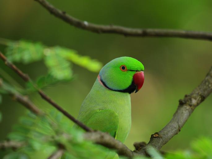 Vastu Tips: Do you keep a parrot at home? Then learn Vastu rules and make necessary changes! | Vastu Tips: तुम्ही घरात पोपट पाळता का? मग वास्तु नियम जाणून घ्या आणि आवश्यक बदल करा! Vastu Tips: Do you keep a parrot at home? Then learn Vastu rules and make necessary changes! | Vastu Tips: तुम्ही घरात पोपट पाळता का? मग वास्तु नियम जाणून घ्या आणि आवश्यक बदल करा!