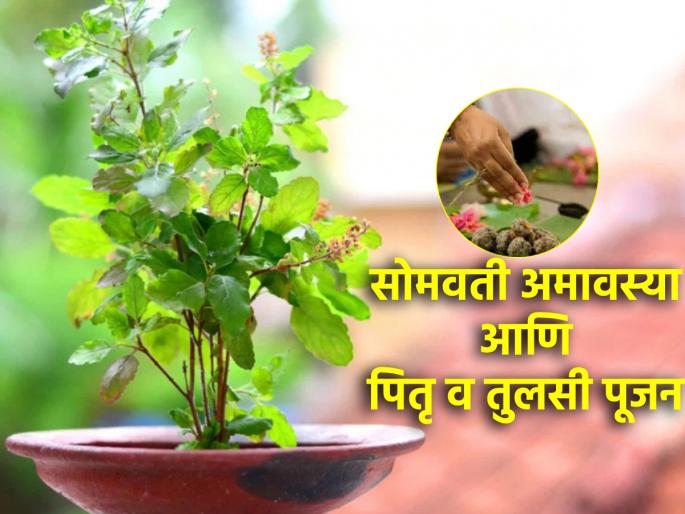Somvati Amavasya 2024: Don't forget to perform Tulsi and Pitra Puja on Somvati Amavasya! | Somvati Amavasya 2024: सोमवती अमावस्येला न विसरता करा तुलसी आणि पितृ पूजन! Somvati Amavasya 2024: Don't forget to perform Tulsi and Pitra Puja on Somvati Amavasya! | Somvati Amavasya 2024: सोमवती अमावस्येला न विसरता करा तुलसी आणि पितृ पूजन!