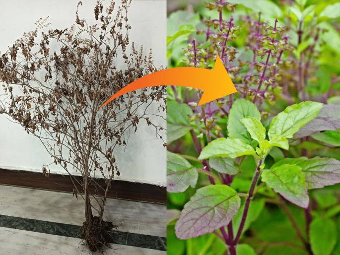 Tulasi Plant: Useful home tips to prevent Tulasi growth from stunting in summer! | Tulasi Plant: उन्हाळ्यात तुळशीची वाढ खुंटू नये, त्यासाठी घरगुती उपयुक्त टिप्स! Tulasi Plant: Useful home tips to prevent Tulasi growth from stunting in summer! | Tulasi Plant: उन्हाळ्यात तुळशीची वाढ खुंटू नये, त्यासाठी घरगुती उपयुक्त टिप्स!