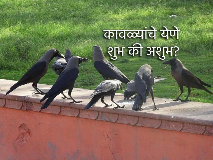 Astro Tips: What if crows come together on the roof of the house? astrology says... | Astro Tips: एकाच वेळी अनेक कावळ्यांचे छतावर येणे हे नक्की कसले लक्षण? ज्योतिष शास्त्र सांगते... Astro Tips: What if crows come together on the roof of the house? astrology says... | Astro Tips: एकाच वेळी अनेक कावळ्यांचे छतावर येणे हे नक्की कसले लक्षण? ज्योतिष शास्त्र सांगते...