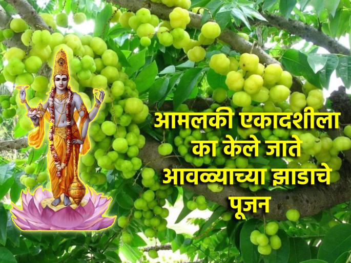 Amalaki Ekadashi 2025: What is the importance of worship amla tree on Amalaki Ekadashi ? | Amalaki Ekadashi 2025: आमलकी एकादशीला आवळ्याच्या झाडाचे पूजन का केले पाहिजे? वाचा! Amalaki Ekadashi 2025: What is the importance of worship amla tree on Amalaki Ekadashi ? | Amalaki Ekadashi 2025: आमलकी एकादशीला आवळ्याच्या झाडाचे पूजन का केले पाहिजे? वाचा!
