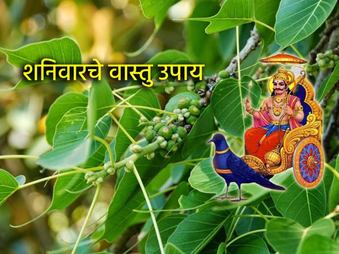 Vastu Tips: If you are troubled by daily quarrels, financial problems, or illnesses, do 'this' remedy on Saturday! | Vastu Tips: रोजची भांडणं, आर्थिक अडचणी, आजार यांमुळे त्रासले असाल तर शनिवारी करा 'हे' उपाय! Vastu Tips: If you are troubled by daily quarrels, financial problems, or illnesses, do 'this' remedy on Saturday! | Vastu Tips: रोजची भांडणं, आर्थिक अडचणी, आजार यांमुळे त्रासले असाल तर शनिवारी करा 'हे' उपाय!