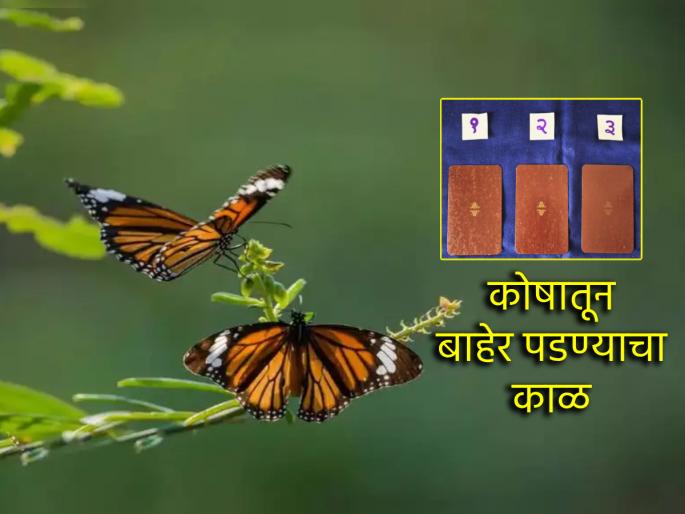 Tarot Card: Time for the caterpillar to become a butterfly, don't waste your efforts; Read the weekly tarot fortune! | Tarot Card: सुरवंटाचे फुलपाखरू होण्याचा काळ, प्रयत्नात कुचराई नको; वाचा साप्ताहिक टॅरो भविष्य! Tarot Card: Time for the caterpillar to become a butterfly, don't waste your efforts; Read the weekly tarot fortune! | Tarot Card: सुरवंटाचे फुलपाखरू होण्याचा काळ, प्रयत्नात कुचराई नको; वाचा साप्ताहिक टॅरो भविष्य!