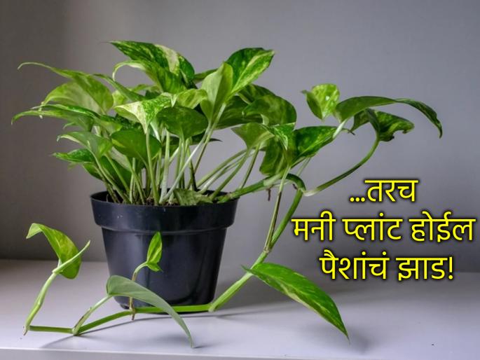 Vastu Tips: There is a money plant in the house but it is not yielding financial benefits? These mistakes are definitely being made! | Vastu Tips: घरात मनी प्लांट आहे पण आर्थिक लाभ होत नाही? नक्कीच होत आहेत 'या' चुका! Vastu Tips: There is a money plant in the house but it is not yielding financial benefits? These mistakes are definitely being made! | Vastu Tips: घरात मनी प्लांट आहे पण आर्थिक लाभ होत नाही? नक्कीच होत आहेत 'या' चुका!