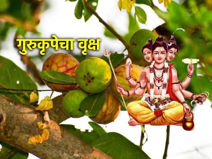 Astro Tips: For the grace of Guru and the fulfillment of all wishes, start the fast of Audumbara Puja from Thursday! | Astro Tips: गुरुकृपेसाठी आणि सकल इच्छापूर्तीसाठी गुरुवारपासून सुरू करा औदुंबर पूजेचे व्रत! Astro Tips: For the grace of Guru and the fulfillment of all wishes, start the fast of Audumbara Puja from Thursday! | Astro Tips: गुरुकृपेसाठी आणि सकल इच्छापूर्तीसाठी गुरुवारपासून सुरू करा औदुंबर पूजेचे व्रत!